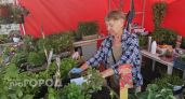 "У нашей палатки всегда очередь человек десять": чепчанка сделала семейный бизнес на продаже рассады